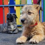 Premiera in Romania In judeul Ilfov se va deschide primul centru de adoptii pentru animale