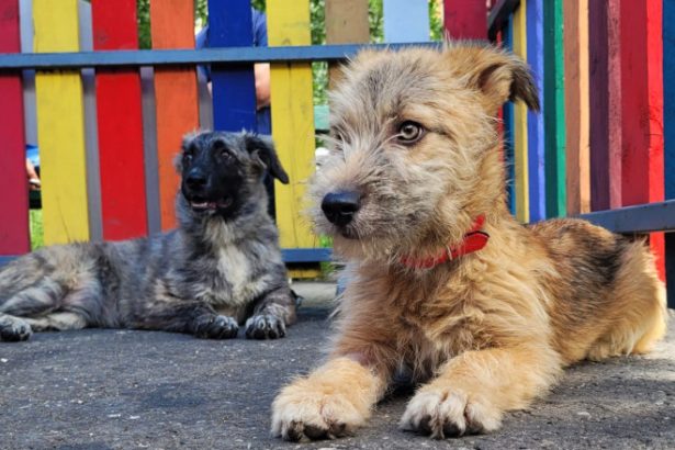 Premiera in Romania In judeul Ilfov se va deschide primul centru de adoptii pentru animale