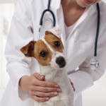 Campania de sterilizare gratuita pentru cainii cu stapan continua in Ilfov