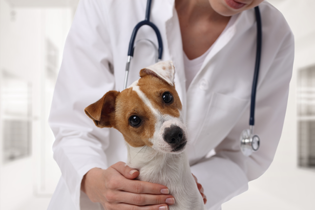 Campania de sterilizare gratuita pentru cainii cu stapan continua in Ilfov