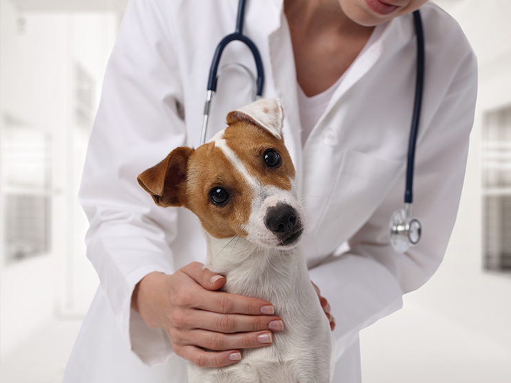 Campania de sterilizare gratuita pentru cainii cu stapan continua in Ilfov