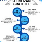 In Ilfov sterilizari gratuite pentru cainii cu stapan Programul campaniei