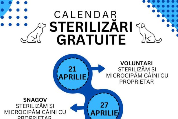 In Ilfov sterilizari gratuite pentru cainii cu stapan Programul campaniei