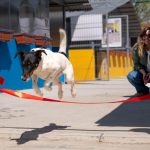 Primul centru public de adoptie a cinilor a fost inaugurat in Ilfov