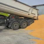 Recoltatul porumbului a început în Ilfov: producții estimate de peste 6 tone la hectar