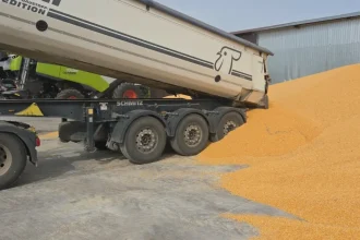 Recoltatul porumbului a început în Ilfov: producții estimate de peste 6 tone la hectar