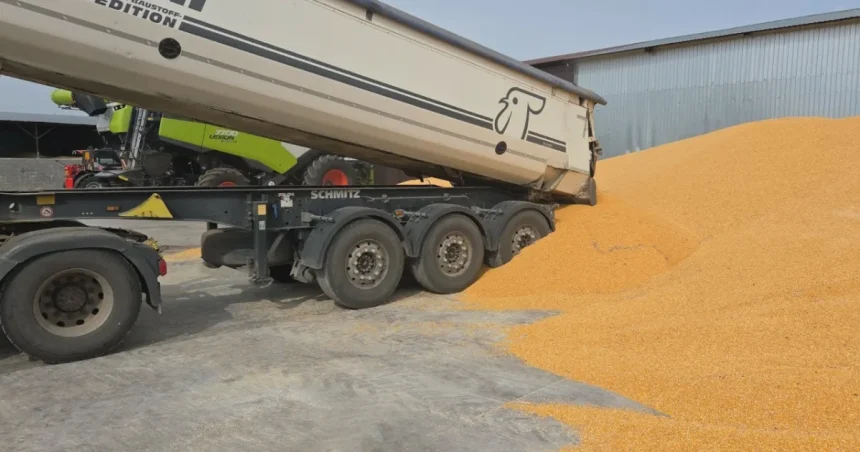 Recoltatul porumbului a început în Ilfov: producții estimate de peste 6 tone la hectar